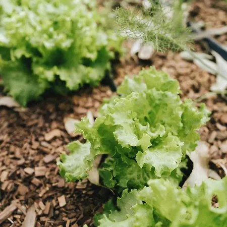 Σπίτι διακοπών Humus Farm