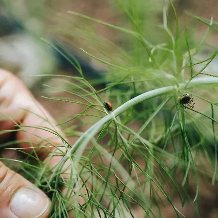 Σπίτι διακοπών Humus Farm *