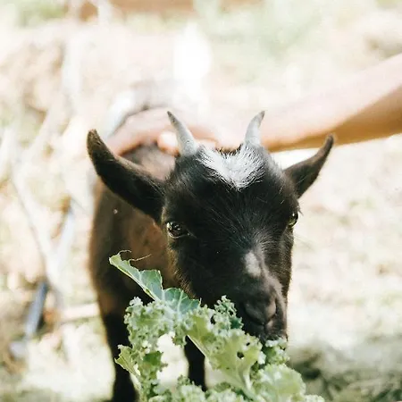 Tatil Evi Humus Farm *