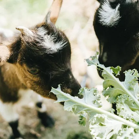 Σπίτι διακοπών Humus Farm Águas de Moura