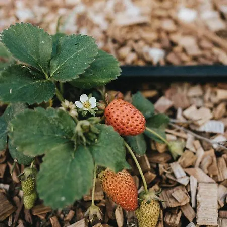 Tatil Evi Humus Farm Águas de Moura