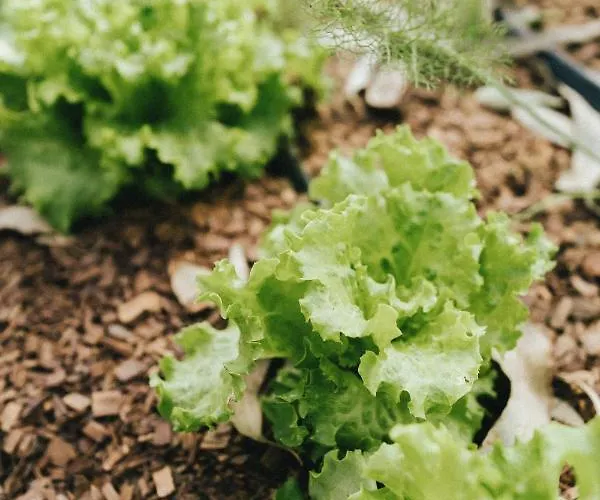 Casa de Férias Humus Farm