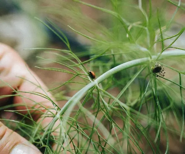 Casa de Férias Humus Farm *