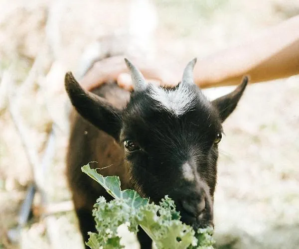 Ferienhaus Humus Farm *