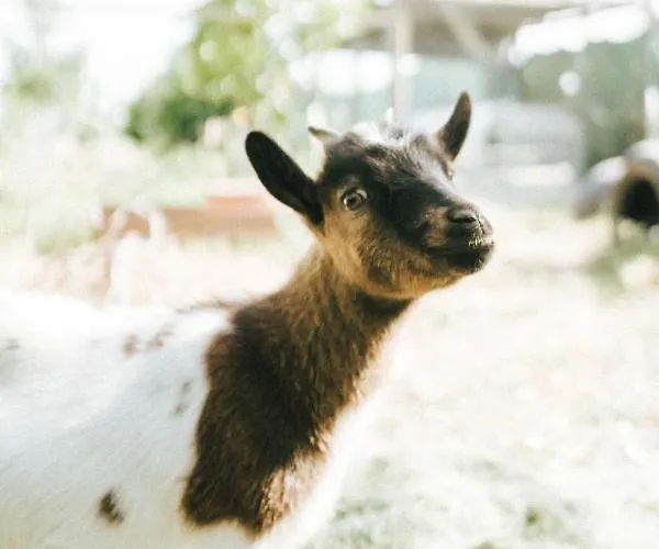 Humus Farm Águas de Moura