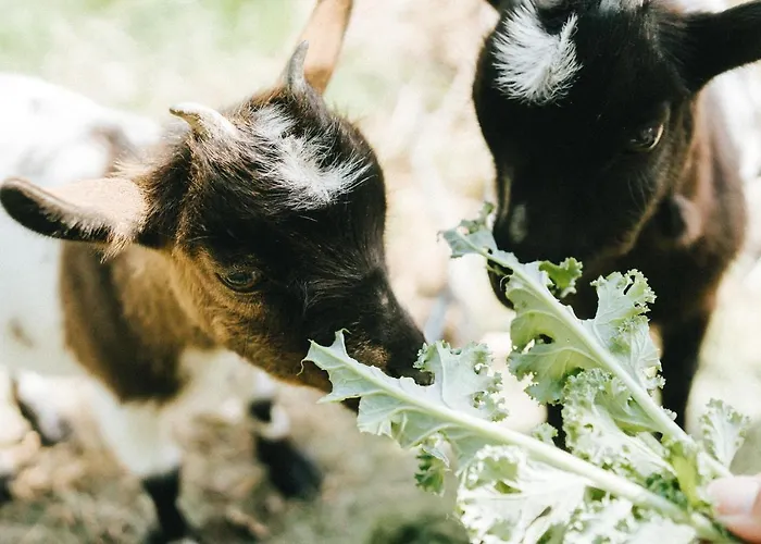 Casa de Férias Humus Farm Águas de Moura