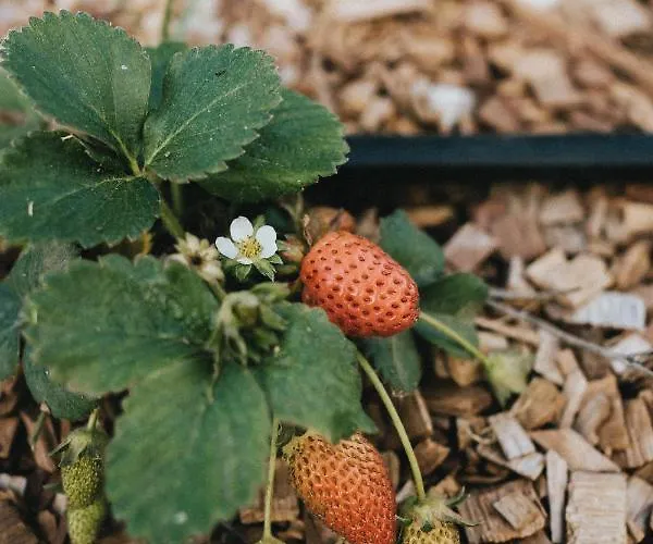 Casa de Férias Humus Farm Águas de Moura